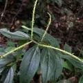 Jared Shorma · CC BY 4.0 · GBIF