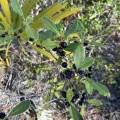 Senna Bryce Robeson · CC BY 4.0 · GBIF