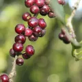 William G. Borges · CC BY 4.0 · GBIF