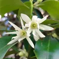 Jhonatan Matheus · CC BY 4.0 · GBIF