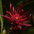 Anders Hastings · CC BY 4.0 · GBIF