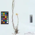 KUZ Herbarium · CC BY 4.0 · GBIF
