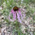 Laura Clark · CC BY 4.0 · GBIF