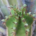 dune_ninja · CC0 1.0 · GBIF