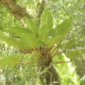 Jean-Paul Boerekamps · CC0 1.0 · GBIF