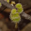 i_c_riddell · CC BY 4.0 · GBIF