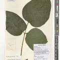 Royal Botanic Gardens, Kew · CC BY 4.0 · GBIF