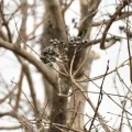 Zac Peterson · CC BY 4.0 · GBIF