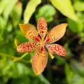 Jhonatan Matheus · CC BY 4.0 · GBIF