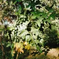 i_c_riddell · CC BY 4.0 · GBIF