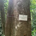 Carrie Seltzer · CC BY 4.0 · GBIF