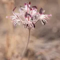 Morten Ross · CC BY 4.0 · GBIF
