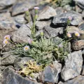 Flavien Saboureau · CC BY 4.0 · GBIF
