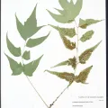 Unknown · CC0 1.0 · GBIF