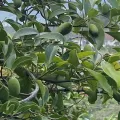 古淑玲 · CC0 1.0 · GBIF