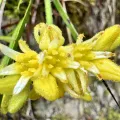 pimelea · CC BY 4.0 · GBIF