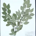 Unknown · CC0 1.0 · GBIF