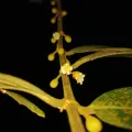 Samuel Lee · CC BY 4.0 · GBIF