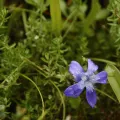 Siddarth Machado · CC BY 4.0 · GBIF