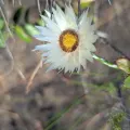 biogeek · CC BY 4.0 · GBIF