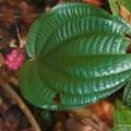 Cheongweei Gan · CC BY 4.0 · GBIF