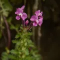 Siddarth Machado · CC BY 4.0 · GBIF