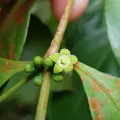 pbsg · CC BY 4.0 · GBIF