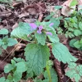 Holly Hodges · CC BY 4.0 · GBIF