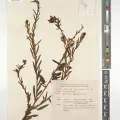 Royal Botanic Gardens, Kew · CC BY 4.0 · GBIF