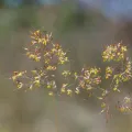 Kym Nicolson · CC BY 4.0 · GBIF