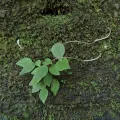 Jhonatan Matheus · CC BY 4.0 · GBIF