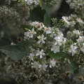 Erwin Sieben · CC0 1.0 · GBIF