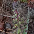 frogglet · CC0 1.0 · GBIF