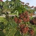 Chen Jia Hong · CC BY 4.0 · GBIF