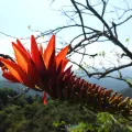 Siddarth Machado · CC BY 4.0 · GBIF