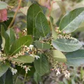 Lauren McLaurin · CC BY 4.0 · GBIF