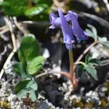 Syd Cannings · CC BY 4.0 · GBIF