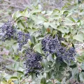 Lauren McLaurin · CC BY 4.0 · GBIF