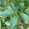 krickard0505 · CC BY 4.0 · GBIF
