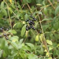 Jerry Lanfear · CC BY 4.0 · GBIF