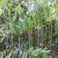 Bat · CC0 1.0 · GBIF