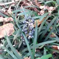 zemlya · CC BY 4.0 · GBIF