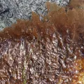Perry Gunnar Larsen · CC BY 4.0 · GBIF