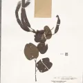 Naturalis Biodiversity Center · CC0 1.0 · GBIF