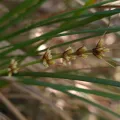 Petra Holland · CC BY 4.0 · GBIF