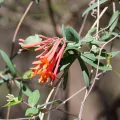 John Thomlinson · CC BY 4.0 · GBIF
