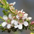 Bruce Cathie · CC BY 4.0 · GBIF