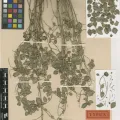 Heather Wood (S) · CC BY 4.0 · GBIF