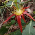Todd Huang · CC BY 4.0 · GBIF
