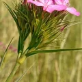 Svitlana Kyiak · CC0 1.0 · GBIF